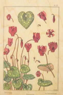 Carte De Voeux Post Card Fleurs Cyclamen